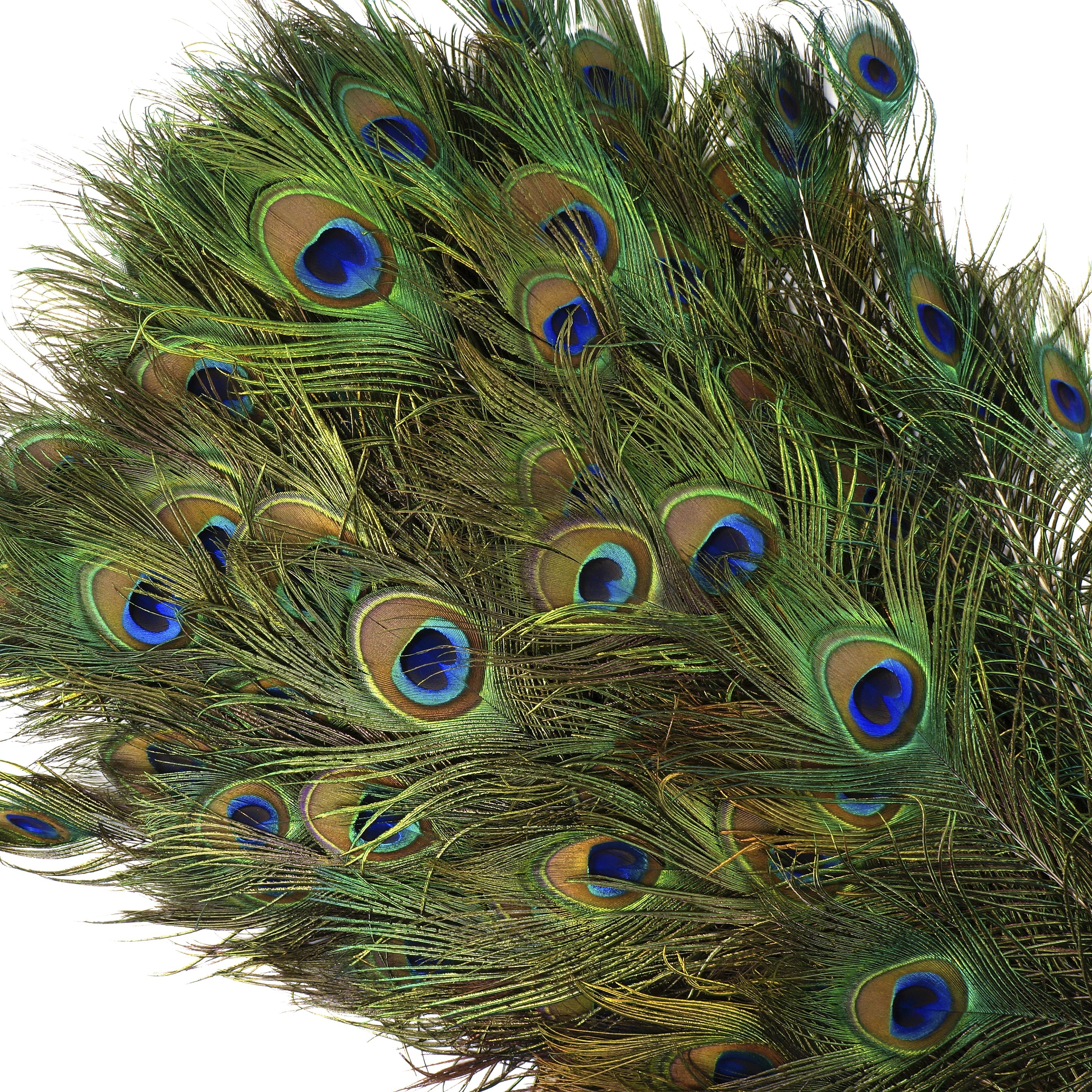 bulk-peacock-feathers.webp?v=