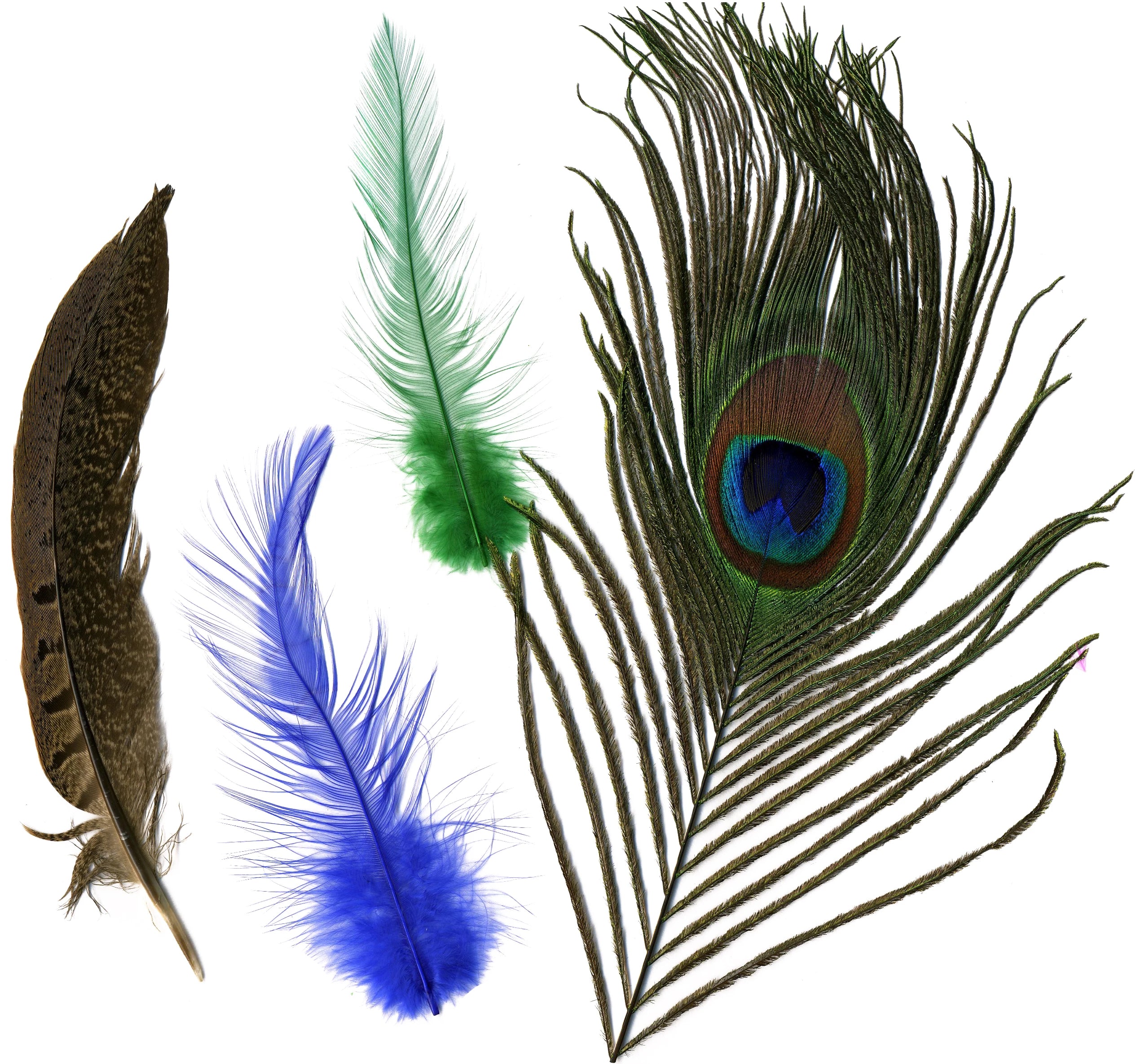 Blue Natural Peacock Plumage Feathers  Buy Craft Feather Pads – Zucker  Feather Products, Inc.