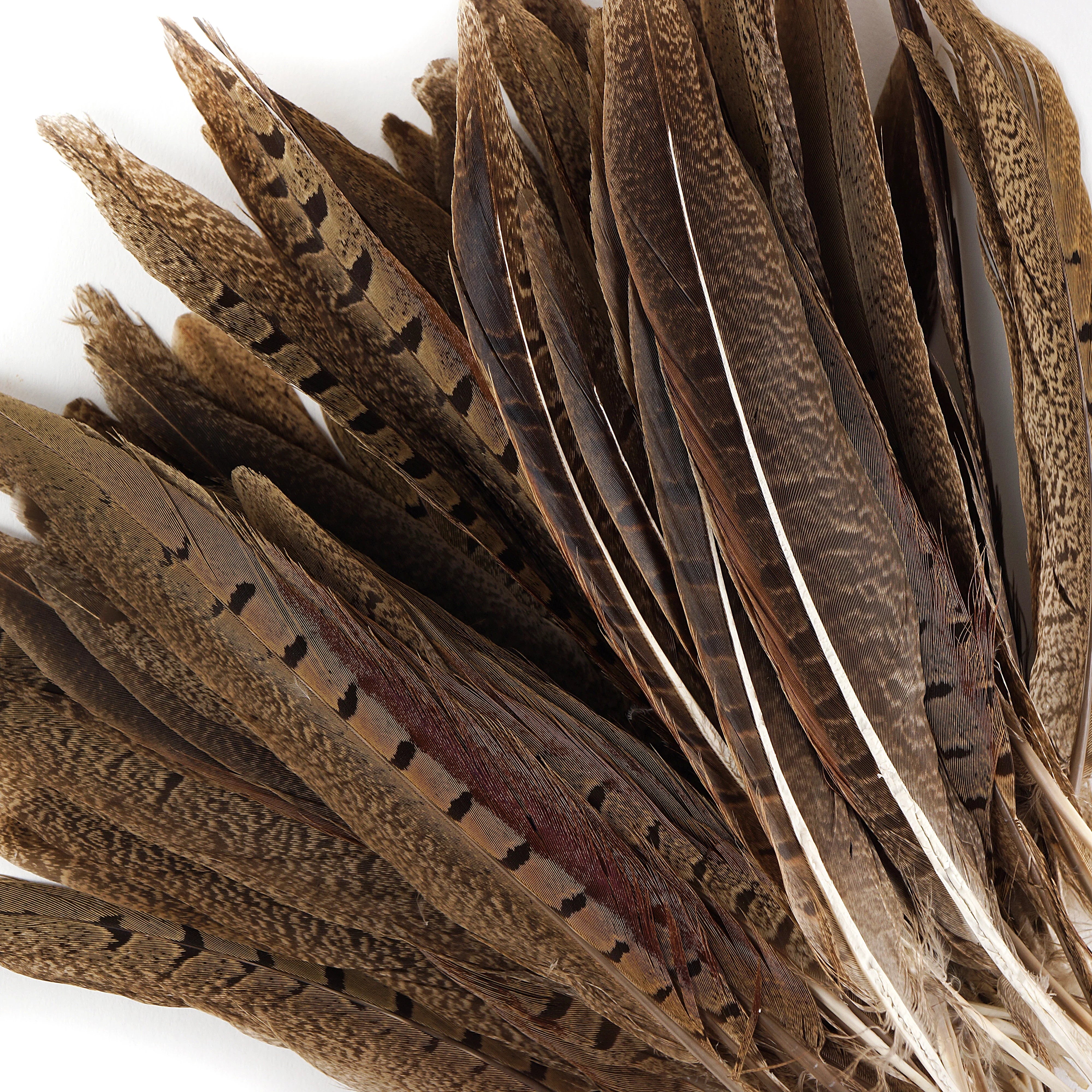 Ringneck Pheasant Feathers Zucker Feather Products Inc Ringneck Pheasant Feathers Zucker Feather Products Inc