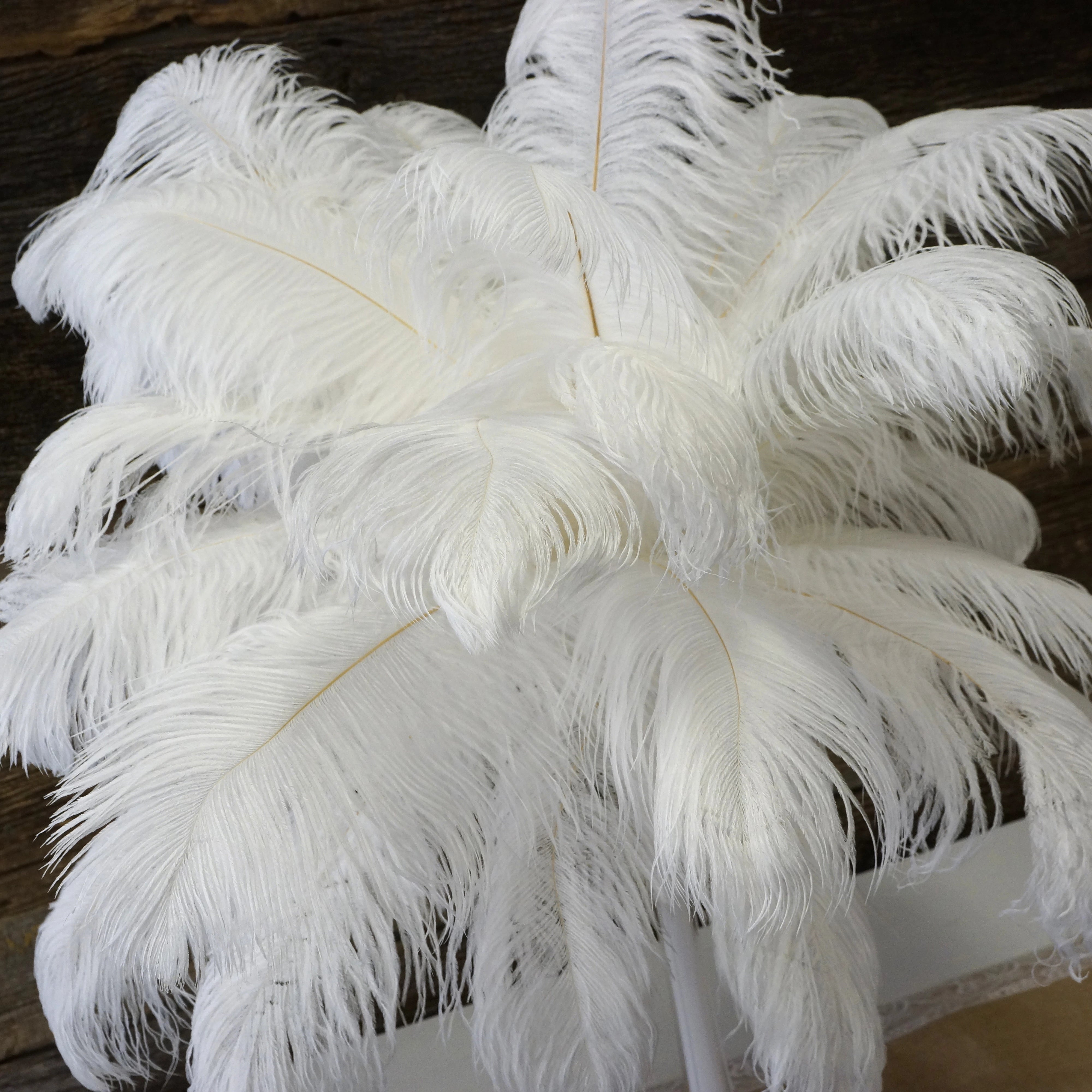 Shop White Feather with great discounts and prices online - Dec