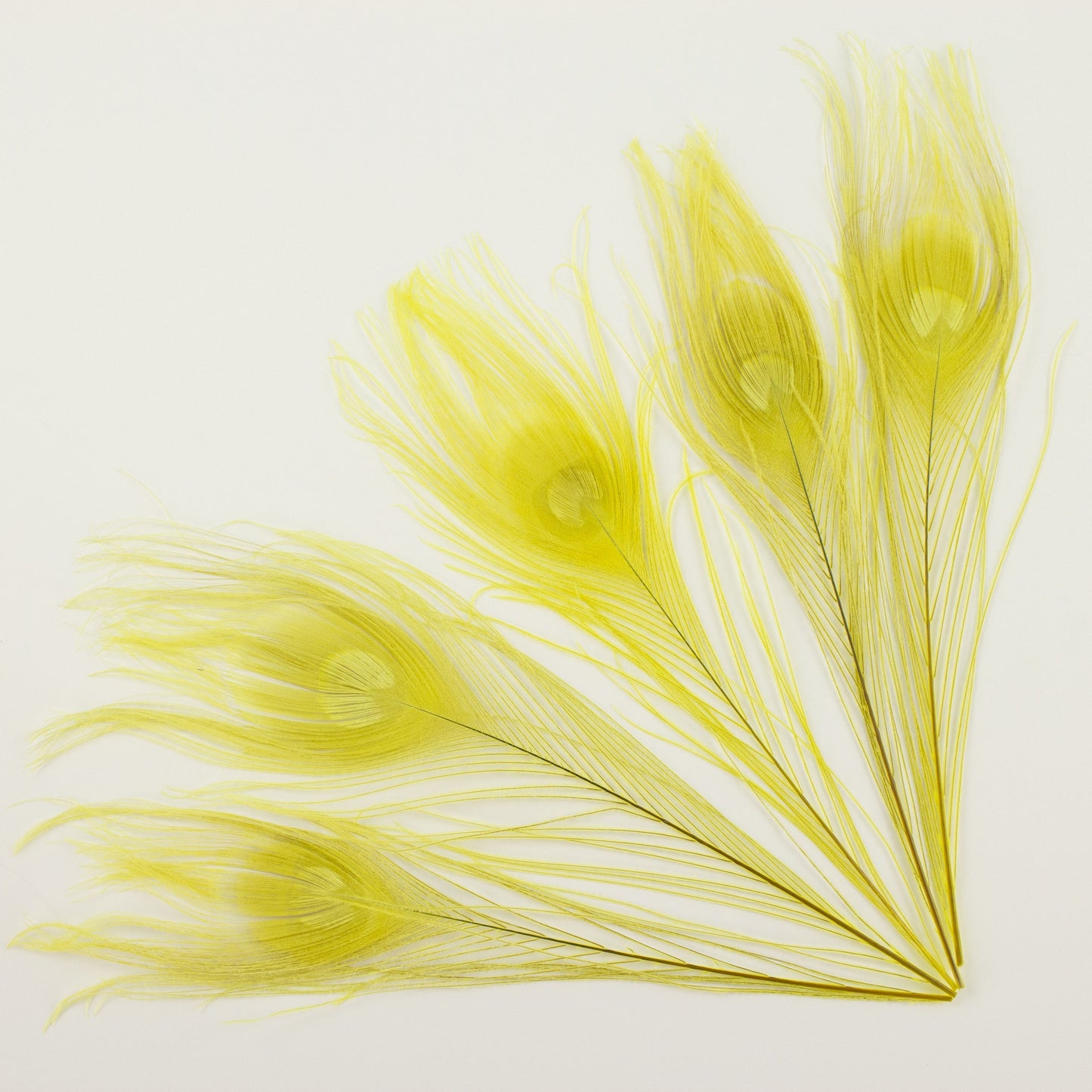 Peacock Eyes Dyed 8-15 inch 5PC PKG --Yellow