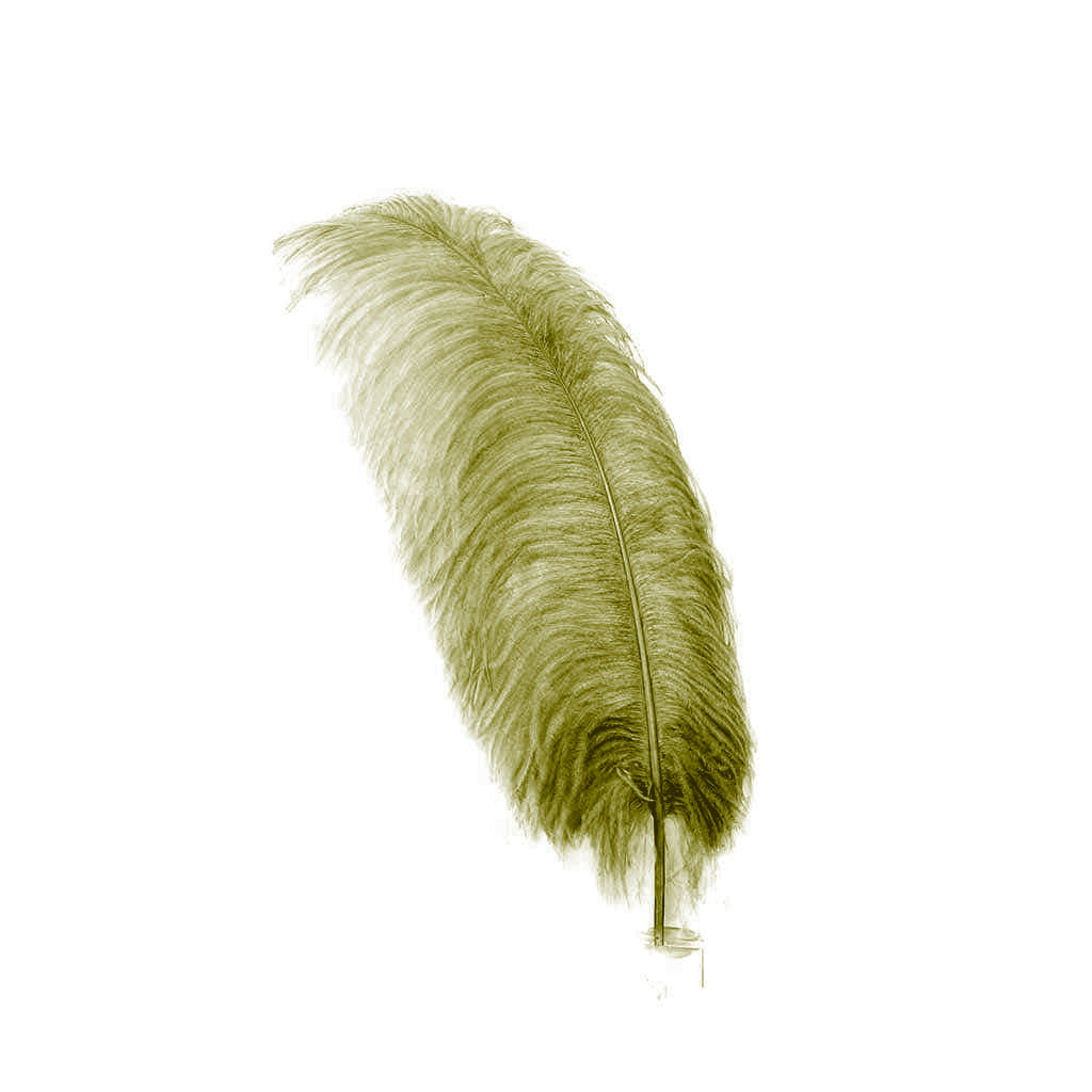 Large Ostrich Feathers - 20-25" Prime Femina Plumes - Olive