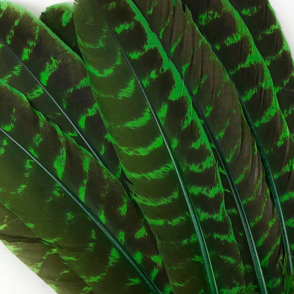 Barred Turkey Quills - Left Wing - 8-12 Inches - 12 pc - Kelly - Feathers