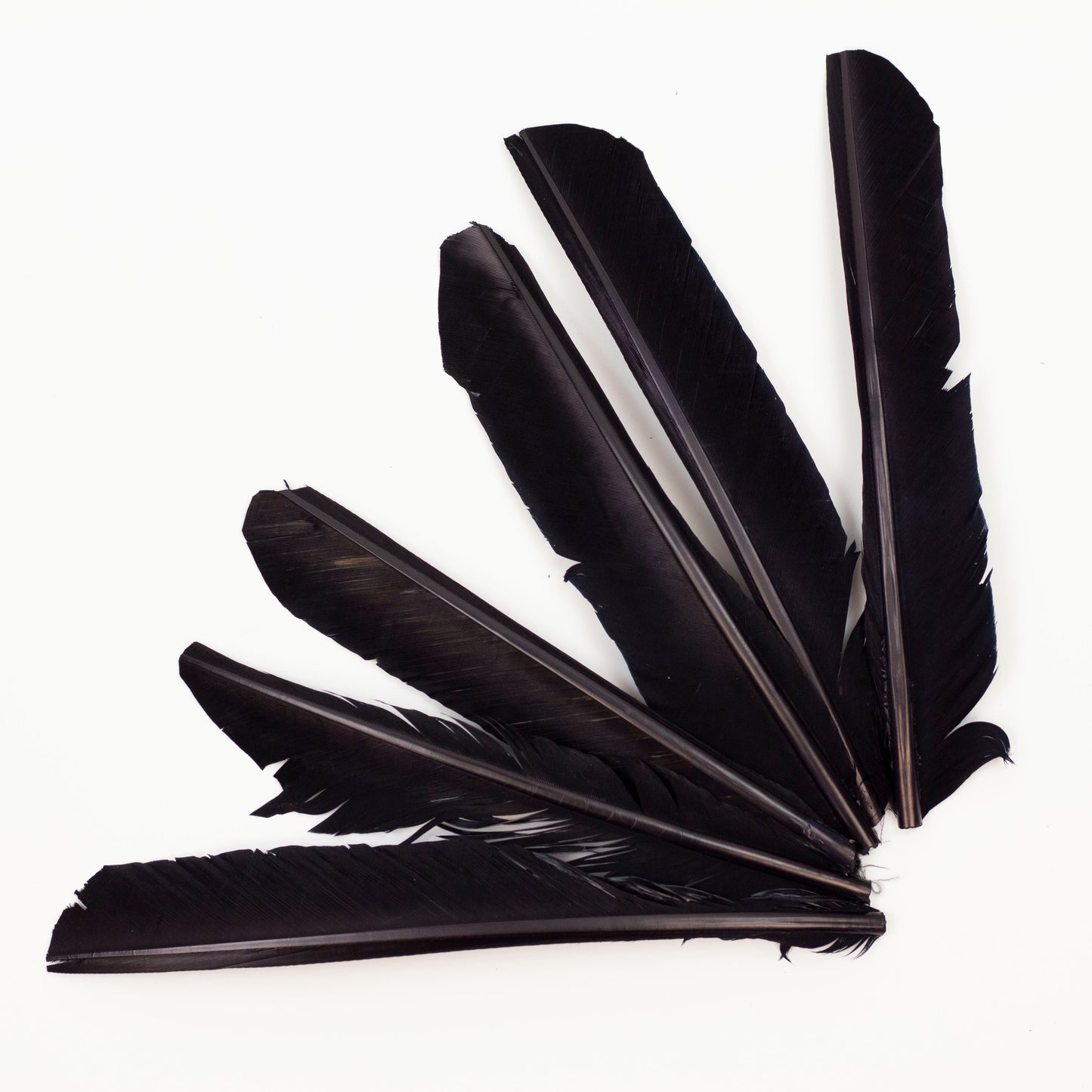 Black Cut Turkey Pointer Feathers 8-12"