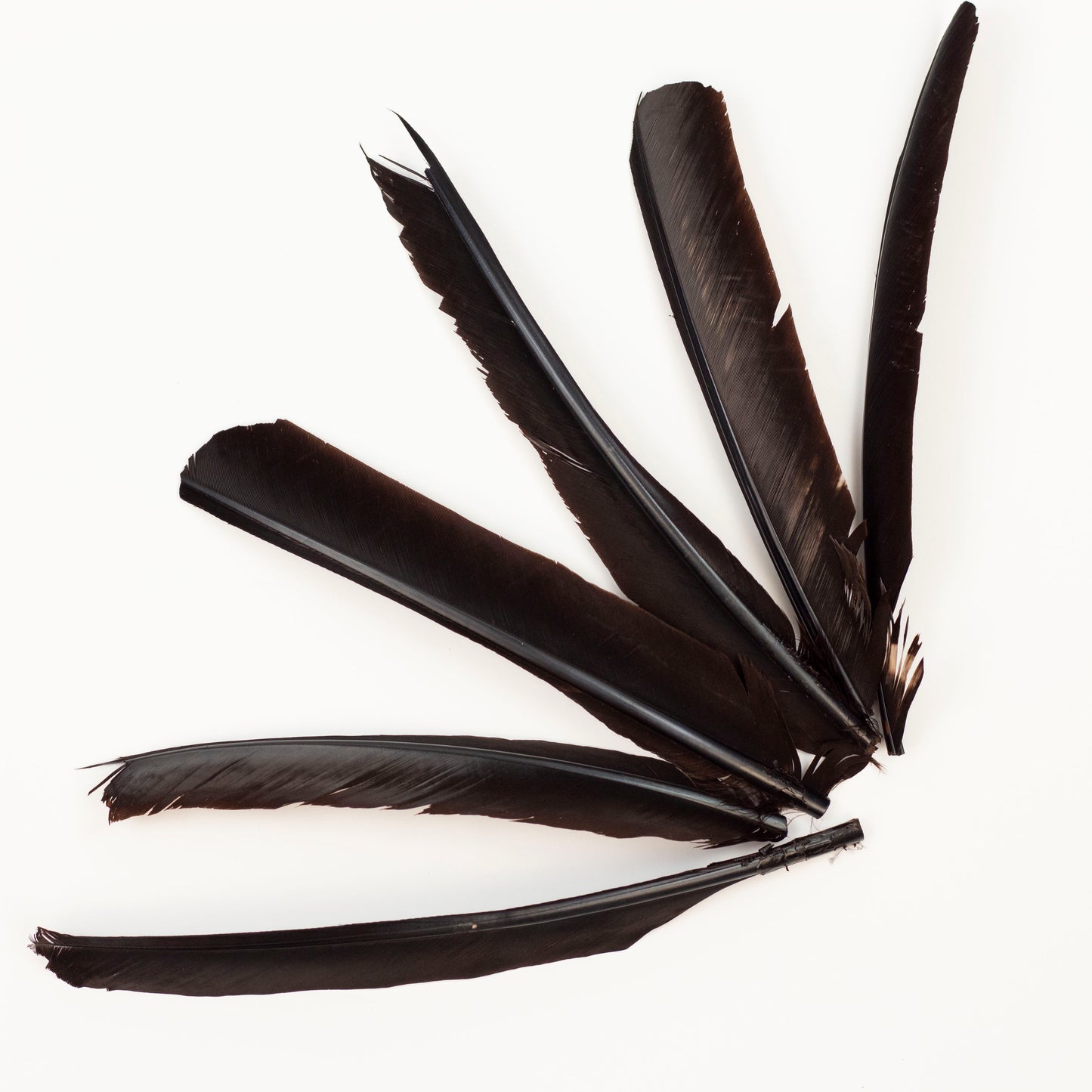 Brown Cut Turkey Pointer Feathers 8-12"
