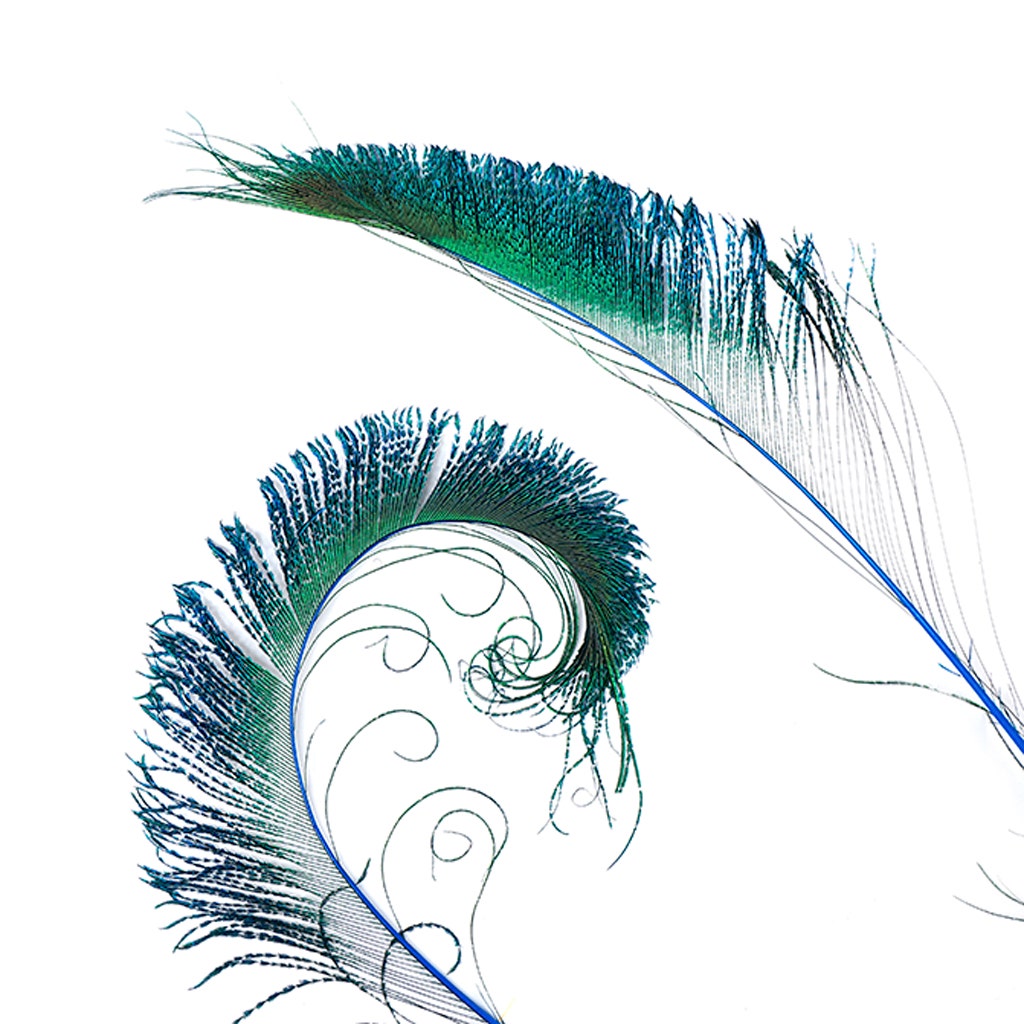 Bulk Peacock Sword Feathers Stem Dyed - 100 pc - 25-40’’ - Dark Turquoise - Feathers