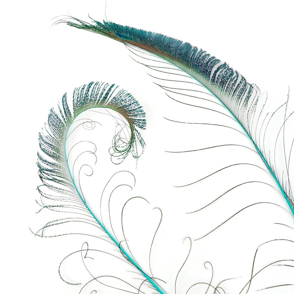 Bulk Peacock Sword Feathers Stem Dyed - 100 pc - 25-40’’ - Light Turquoise - Feathers