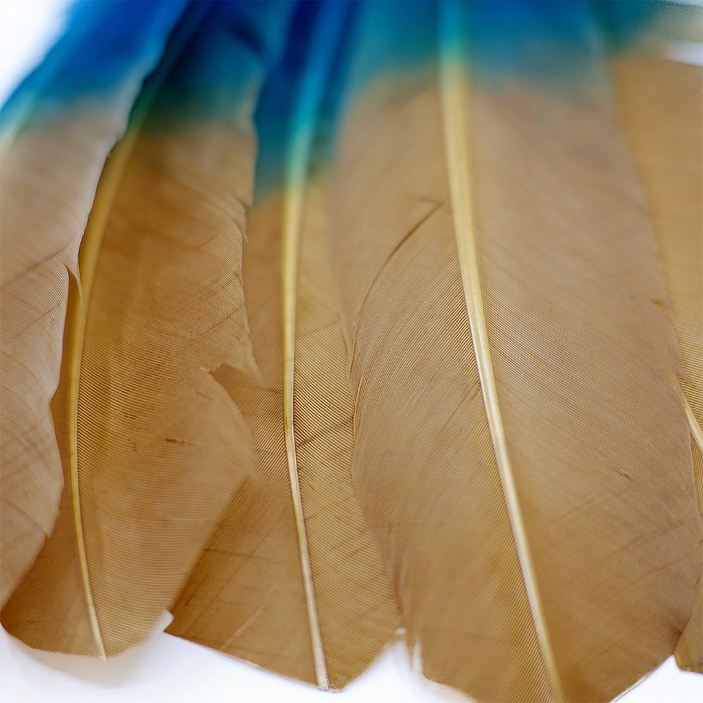 Bulk Two Tone Ombre Tipped Turkey Round Feathers Left Wing - 10-12” - 1/4 lb - Dark Turqouise/Camel - Feathers