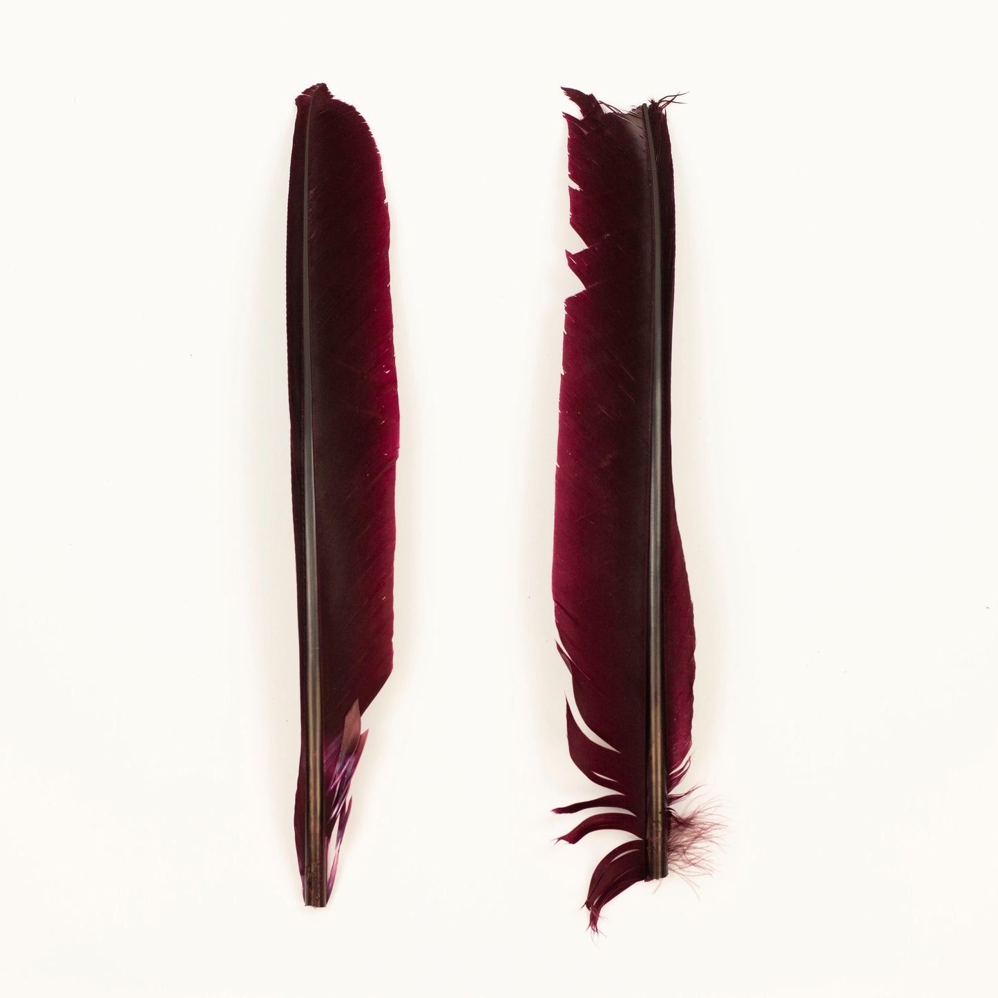 Burgundy Cut Turkey Pointer Feathers 8-12"