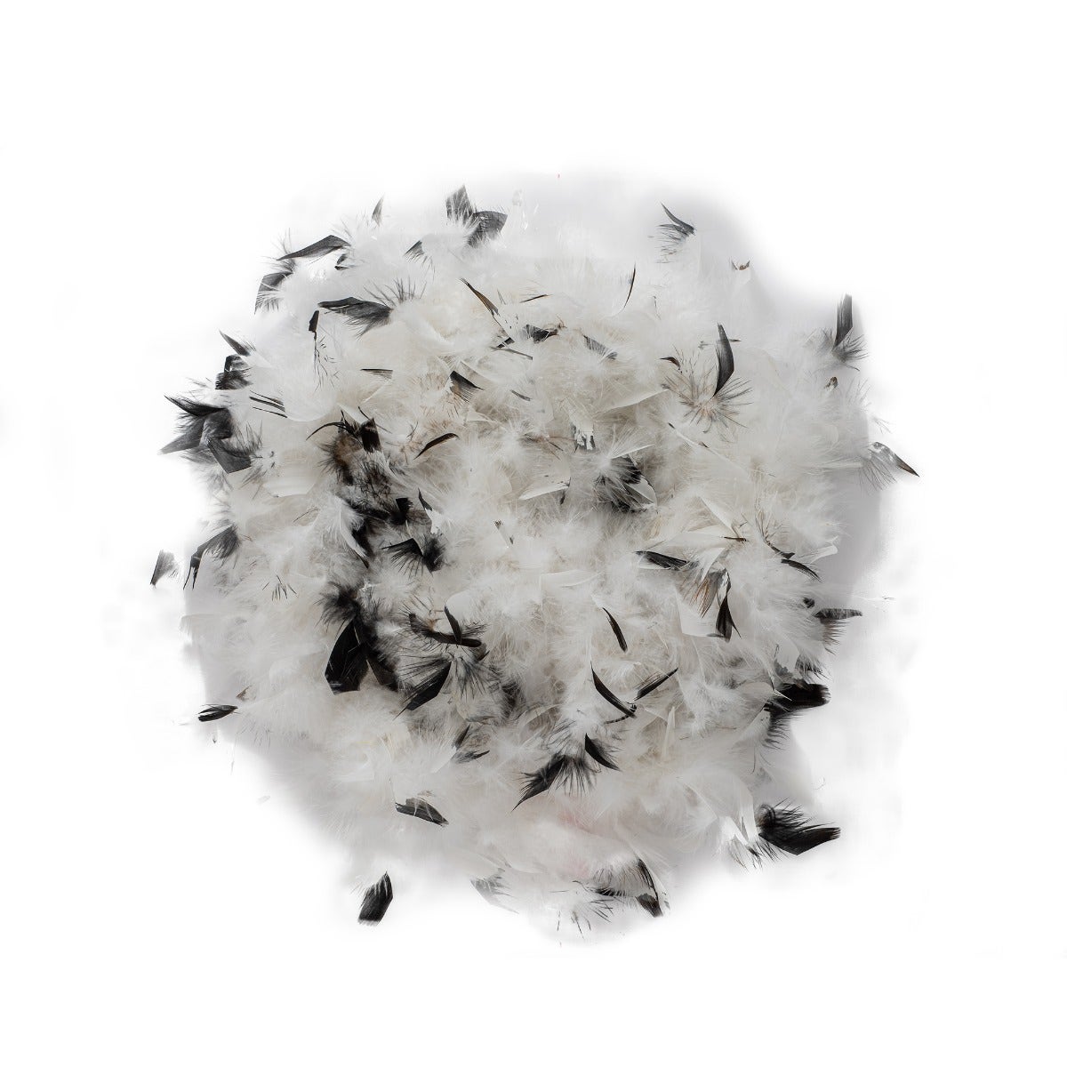 Chandelle Feather Boa - Medium Weight - Tipped - White/Black - Chandelle Boa