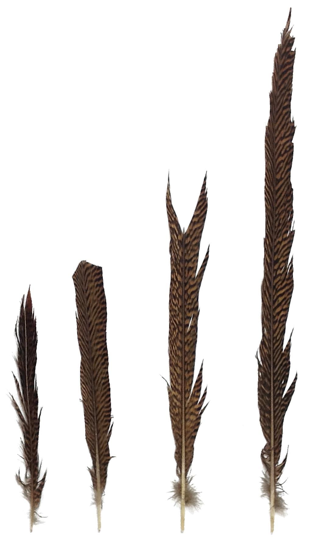 GP#2 Golden Sides 8 inches & up #2 quality - Natural - Feathers