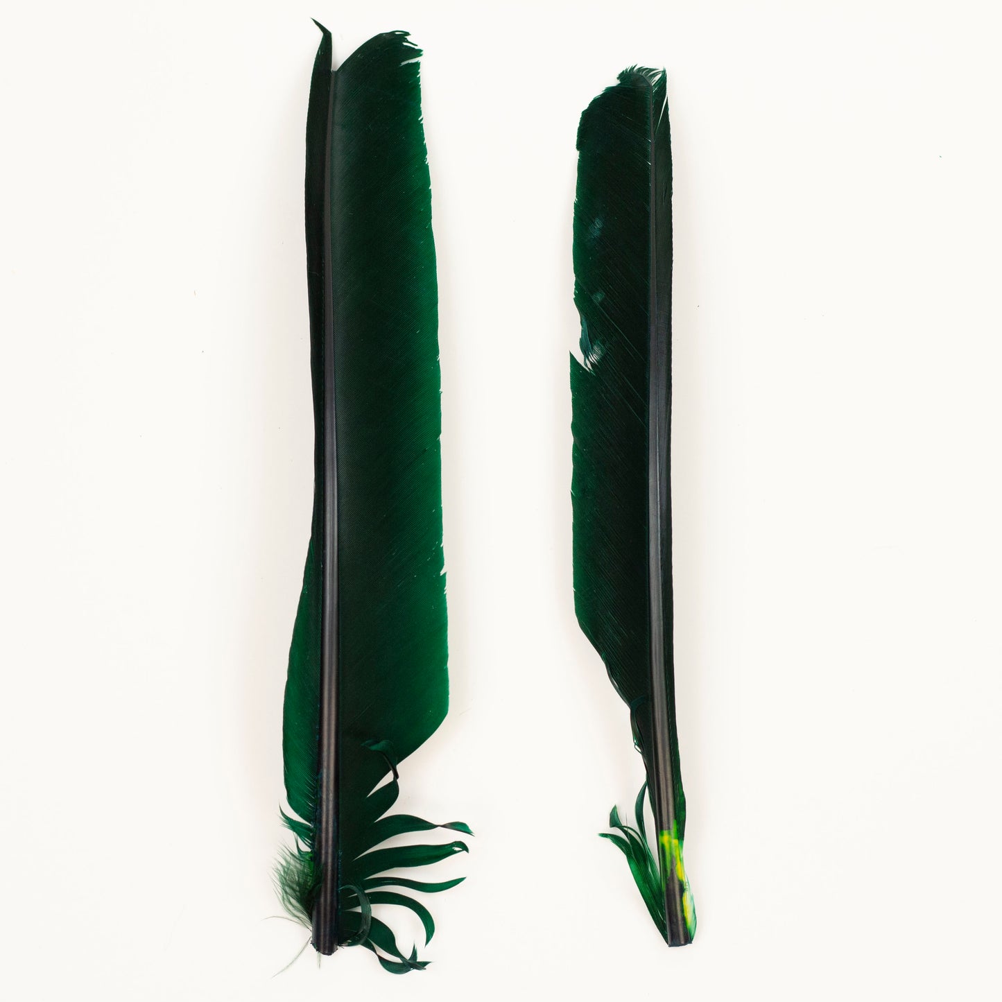 Hunter Green Cut Turkey Pointer Feathers 8-12"