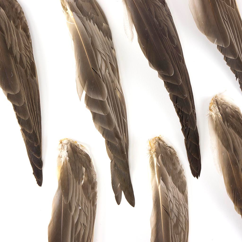 Grey Duck Wing Natural - Feathers