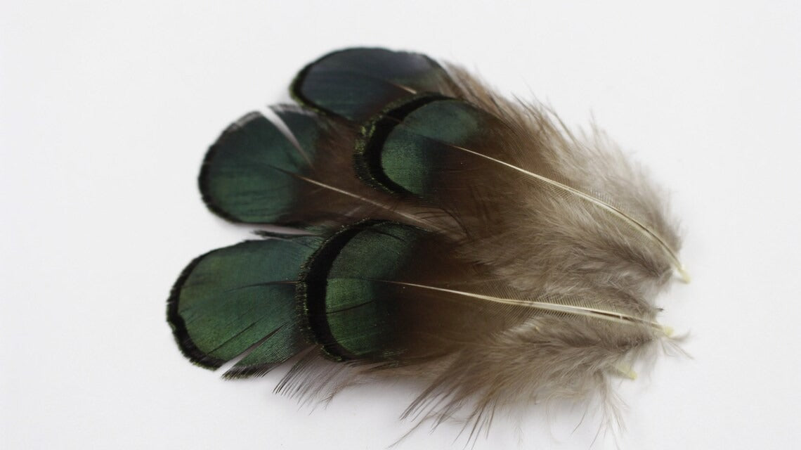 Lady Amherst Pheasant Green/Bronze Plumage 1-2 inch 0.10OZ --Natural