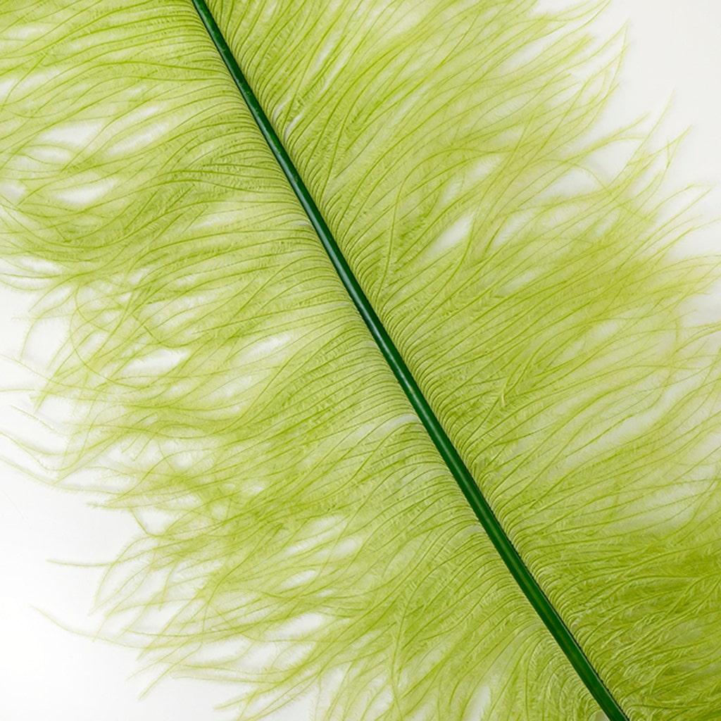 Large Ostrich Feathers - 18-24’’ Spads - Basil - 12 pieces - Ostrich Feathers
