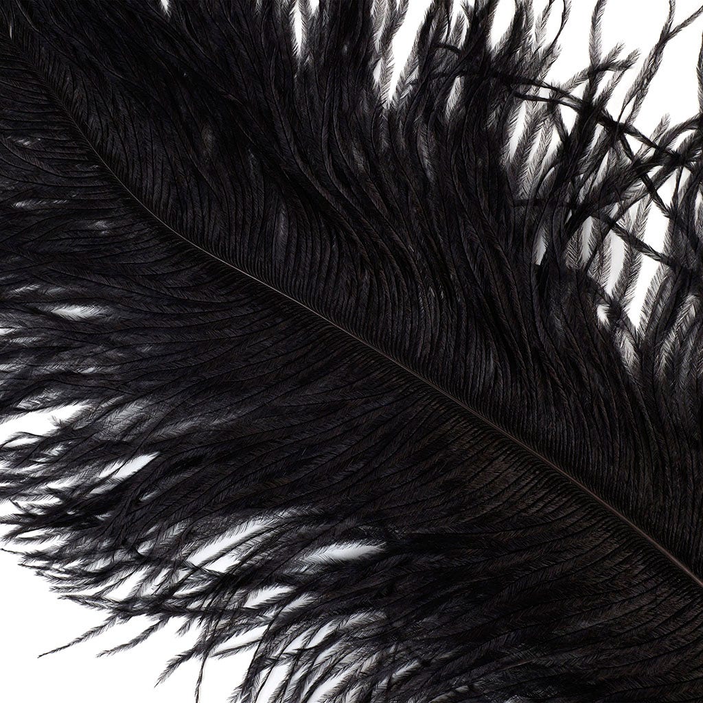 Large Ostrich Feathers - 24-30’’ Prime Femina Plumes - Black - 6 pieces - Ostrich Feathers