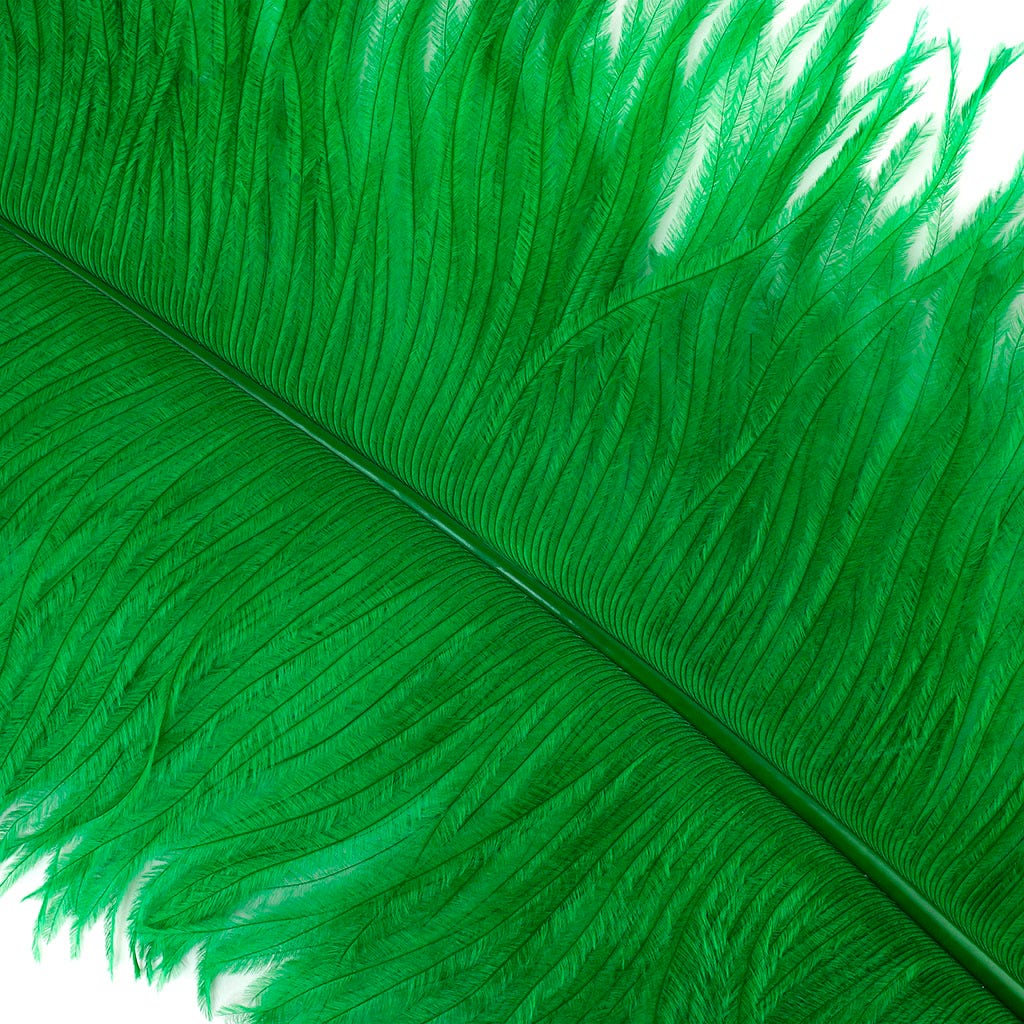 Large Ostrich Feathers - 24-30’’ Prime Femina Plumes - Kelly - 6 pieces - Ostrich Feathers