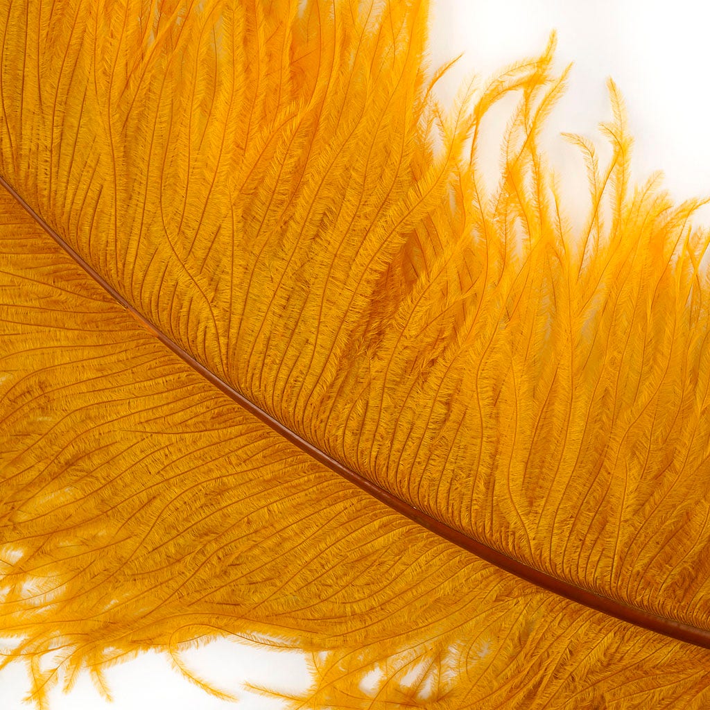 Large Ostrich Feathers - 24-30’’ Prime Femina Plumes - Marigold - 6 pieces - Ostrich Feathers