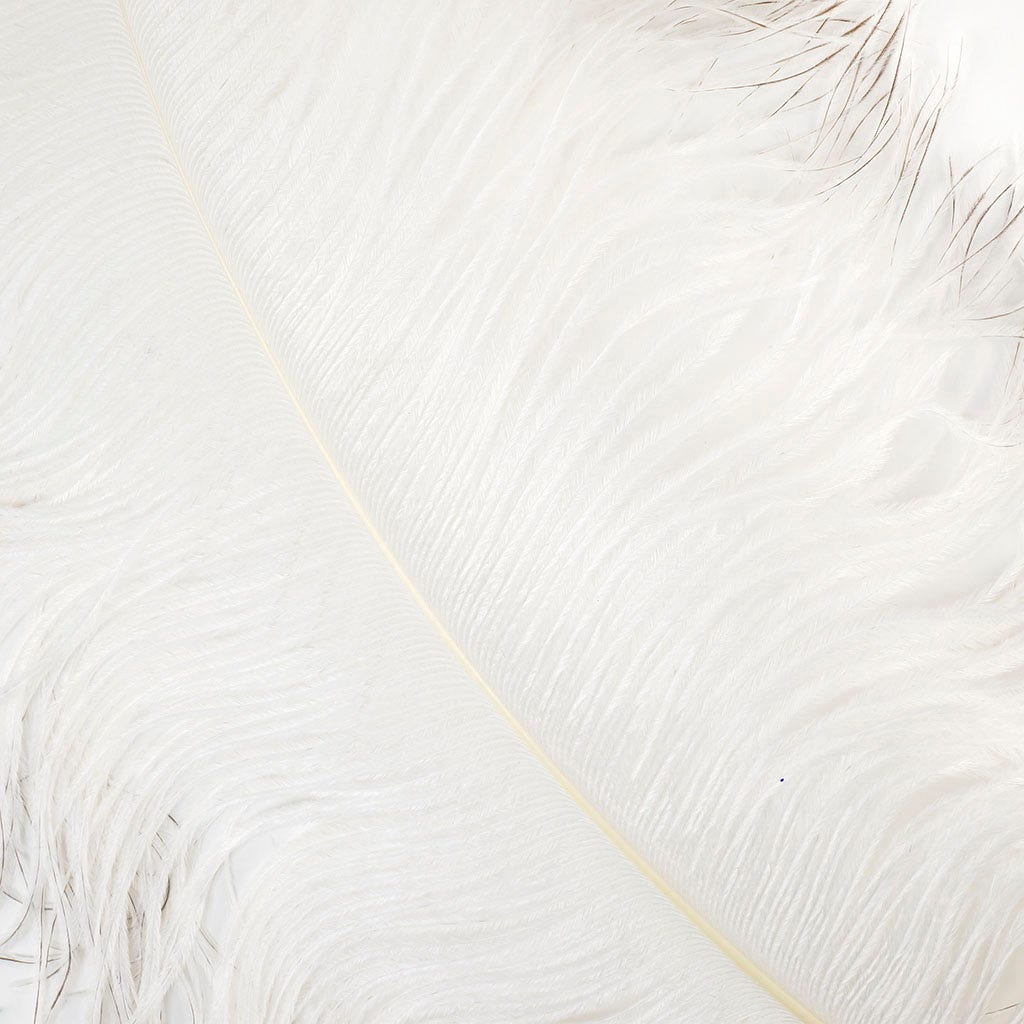 Large Ostrich Feathers - 24-30’’ Prime Femina Plumes - Natural - 6 pieces - Ostrich Feathers