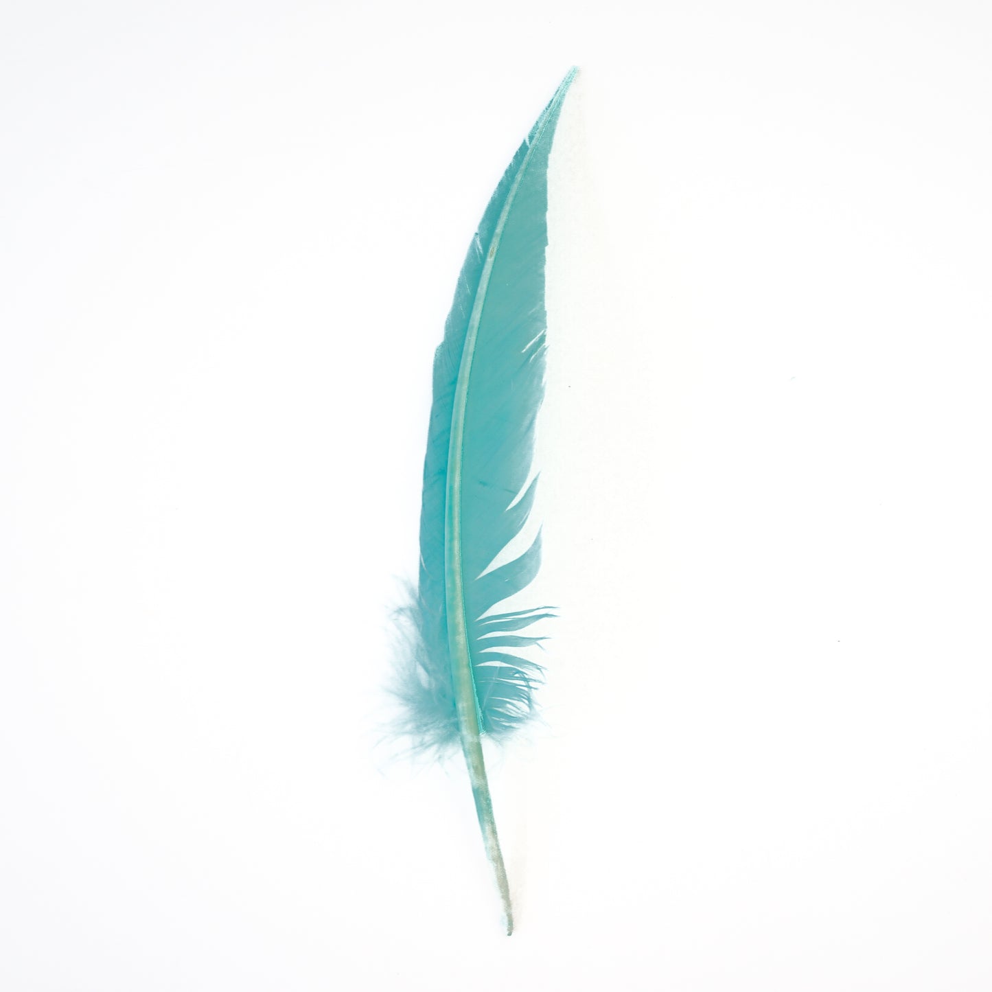 Mint Green Dagger Turkey Quill Feathers 9-12"