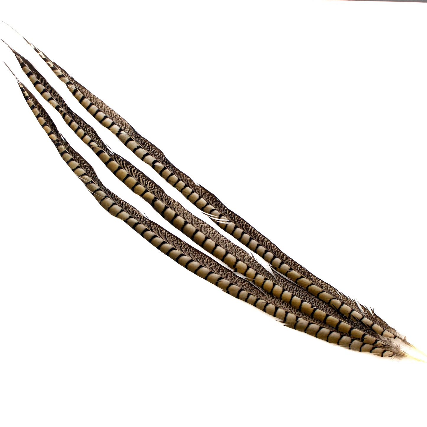 Lady Amherst Pheasant Tails 35 inch & UP 3PC PKG --Natural