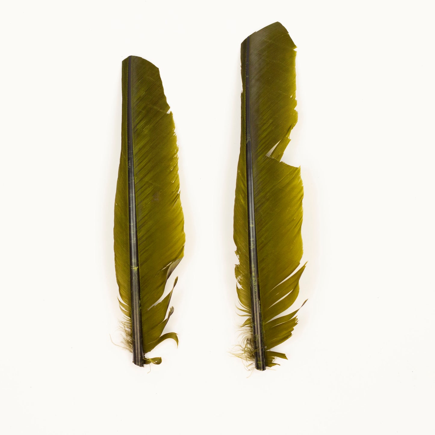 Olive Cut Turkey Pointer Feathers 8-12"