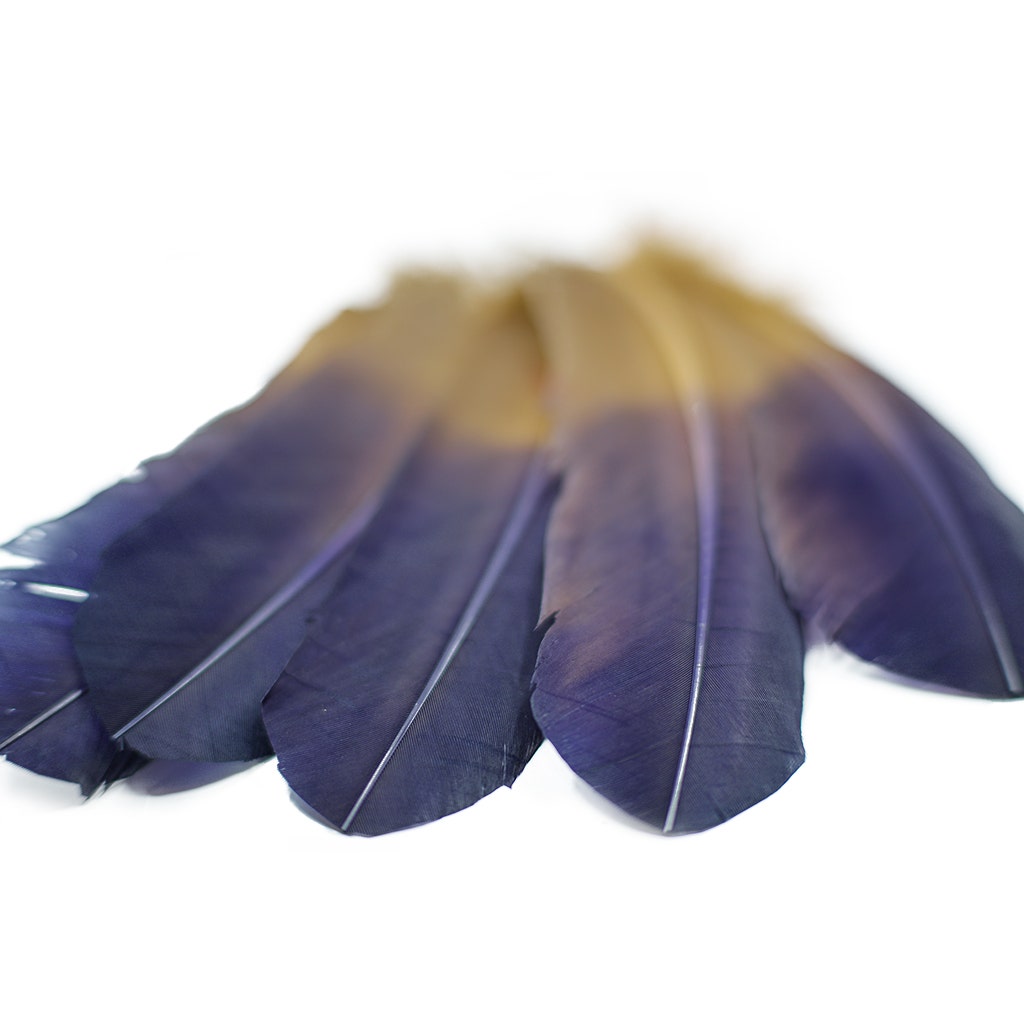 Ombre Turkey Quill Feathers 10-12’’ Dip.25 lb - Navy/Camel - Feathers