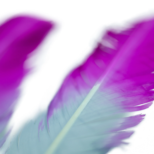 Ombre Turkey Quill Feathers 10-12’’ Dip.25 lb - Very Berry/Silver - Feathers