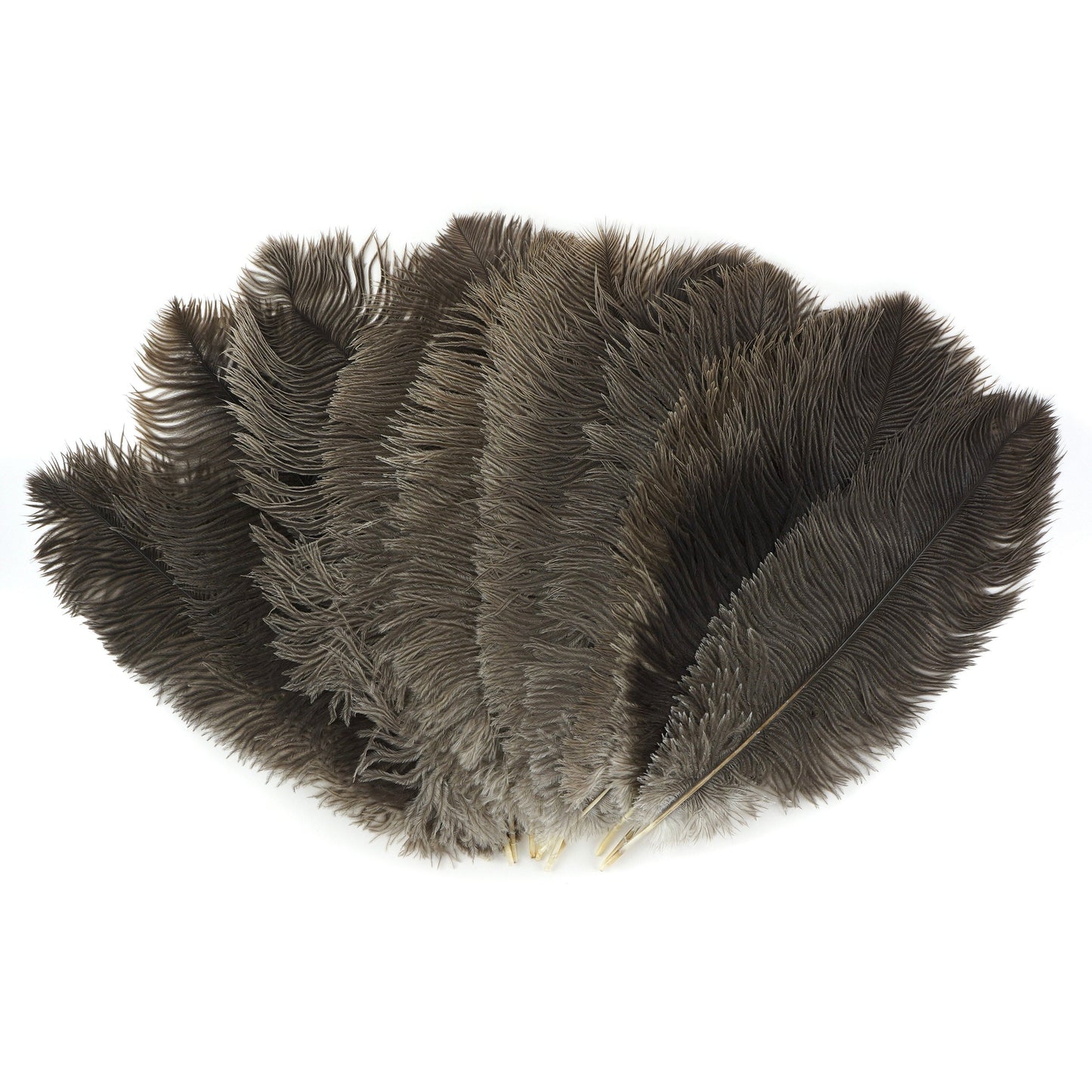 Ostrich Feathers 13-16’’ Drabs - Natural - 25 pieces - Ostrich Feathers