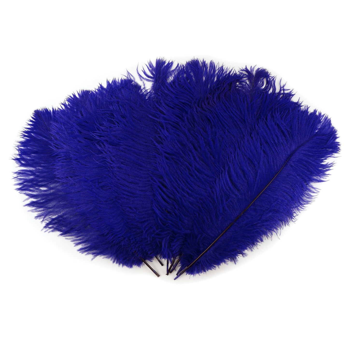 Ostrich Feathers 13-16’’ Drabs - Regal - 12 pieces - Ostrich Feathers