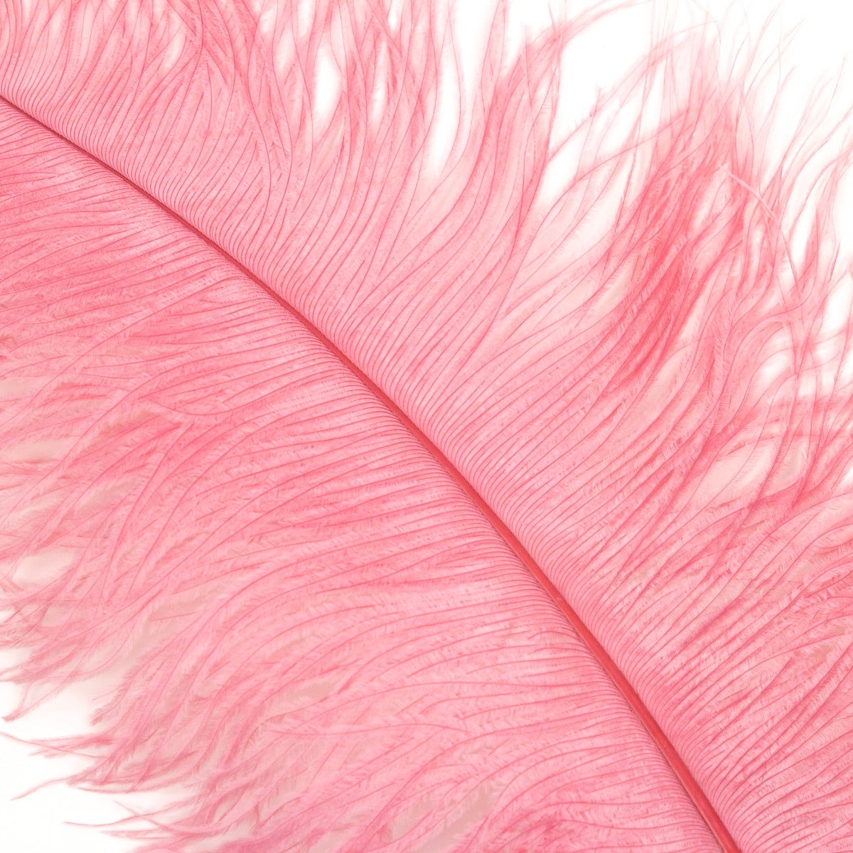 Ostrich Feathers-Prime Femina - 17- 25’’ Met Gala-Potpourri - Feathers