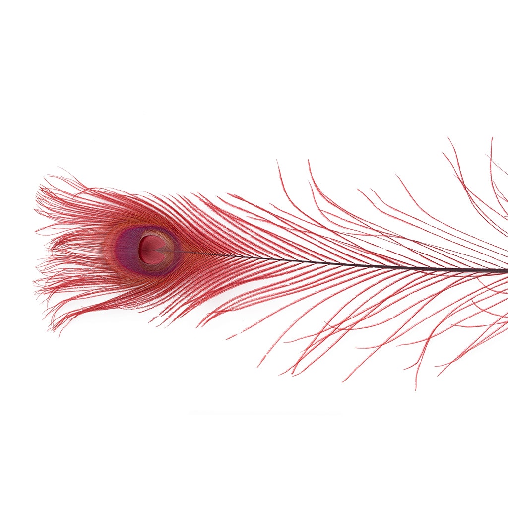 Peacock Eyes Bleached/Dyed - Burgundy - 30-40’’ - 10 pc - Feathers