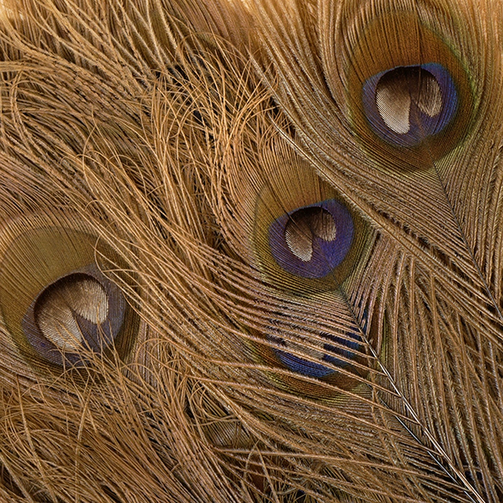 Peacock Eyes Bleached/Dyed - Golden Iridescent 30-40’’ - 10 PC - Feathers