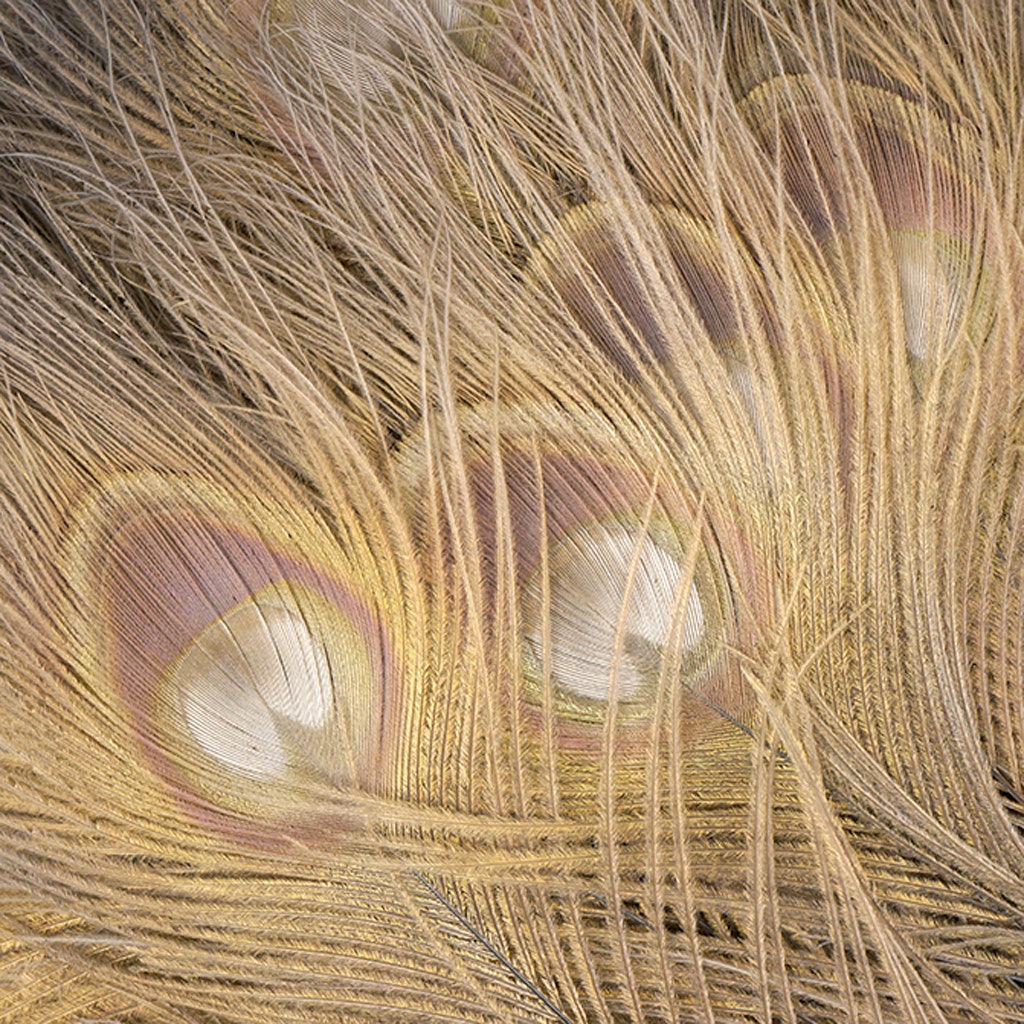 Peacock Eyes Bleached/Dyed - Iris 30-40’’ - 10 PC - Feathers