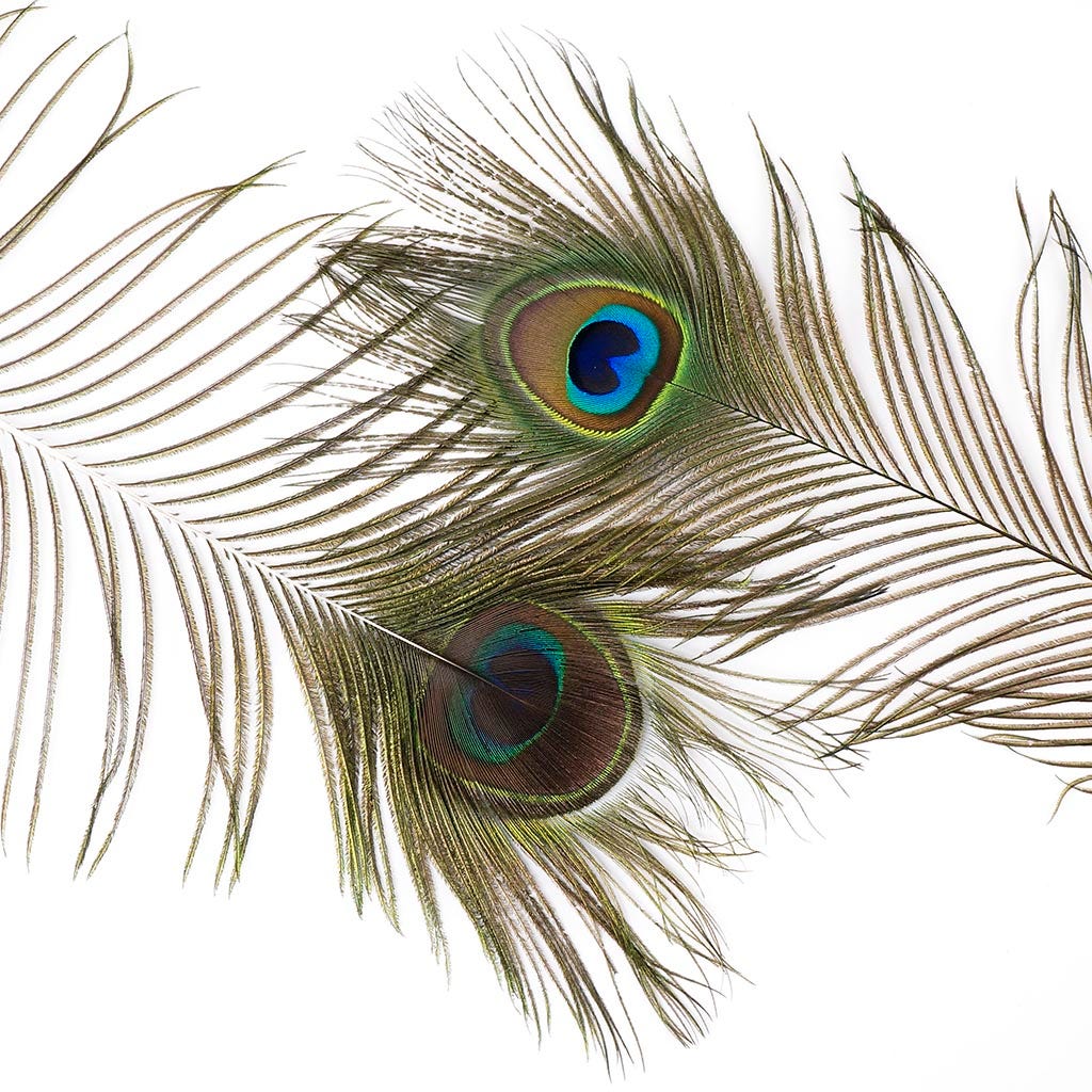 Peacock Feather Eye Natural - Natural - Feathers