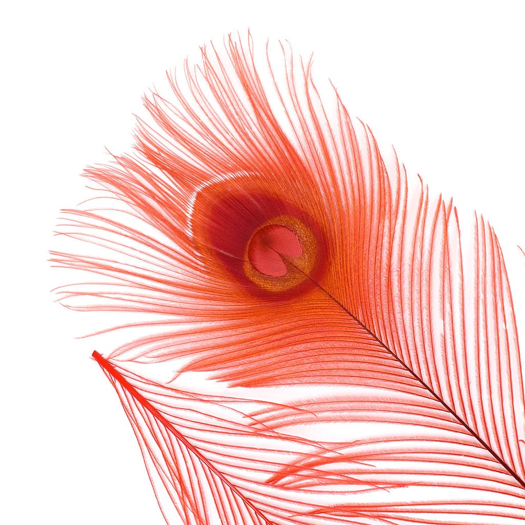 Peacock Feather Eyes Bleached & Dyed Red - Feathers