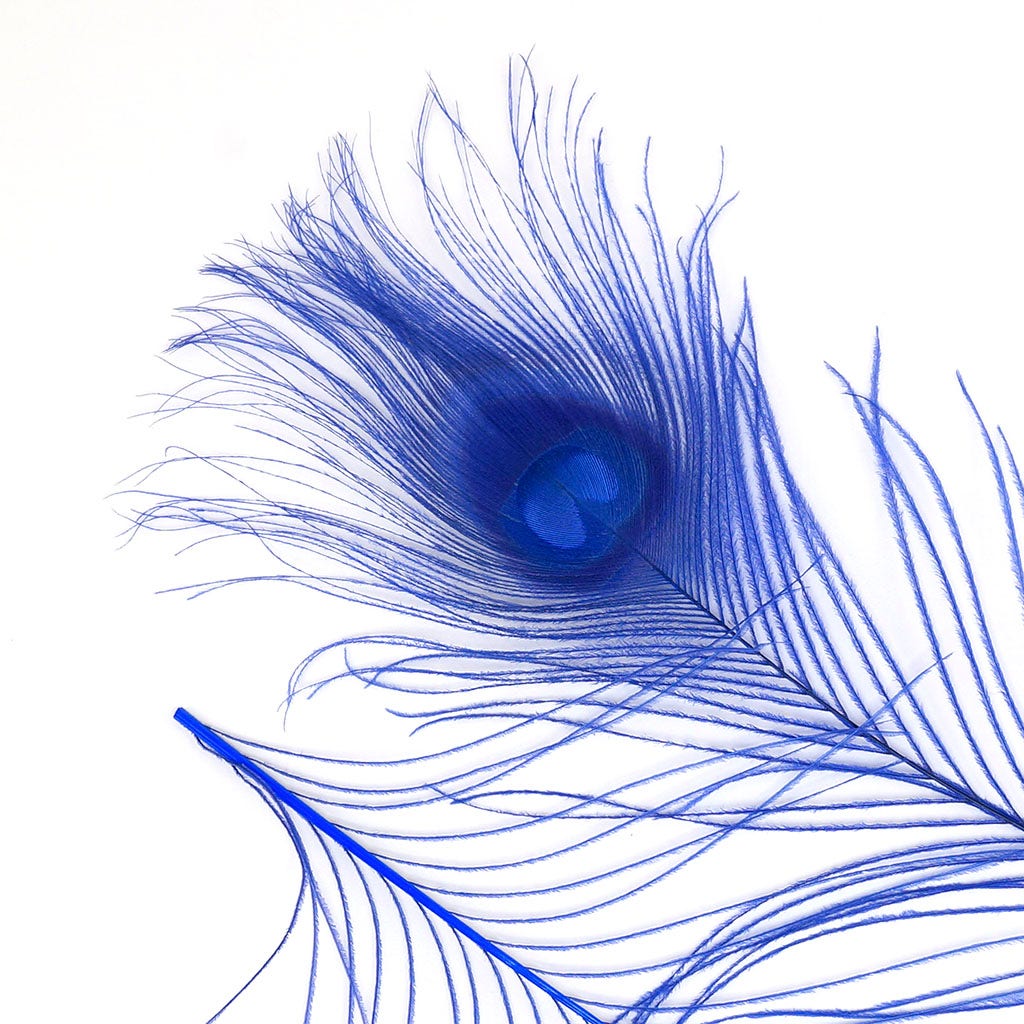 Peacock Feather Eyes Bleached & Dyed Royal - Feathers