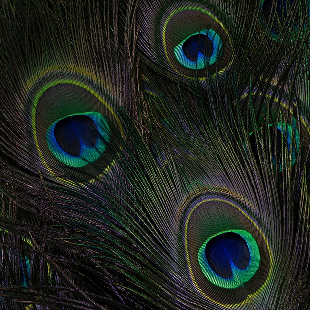 Peacock Feather Eyes Stem Dyed - 25-40 Inch - 10 PCS - Black - Feathers