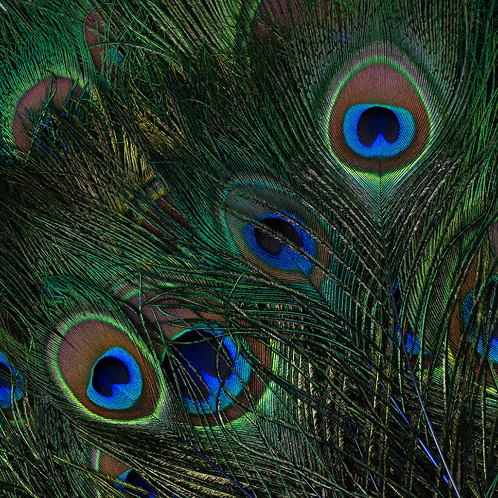 Peacock Feather Eyes Stem Dyed - 25-40 Inch - 10 PCS - Royal - Feathers