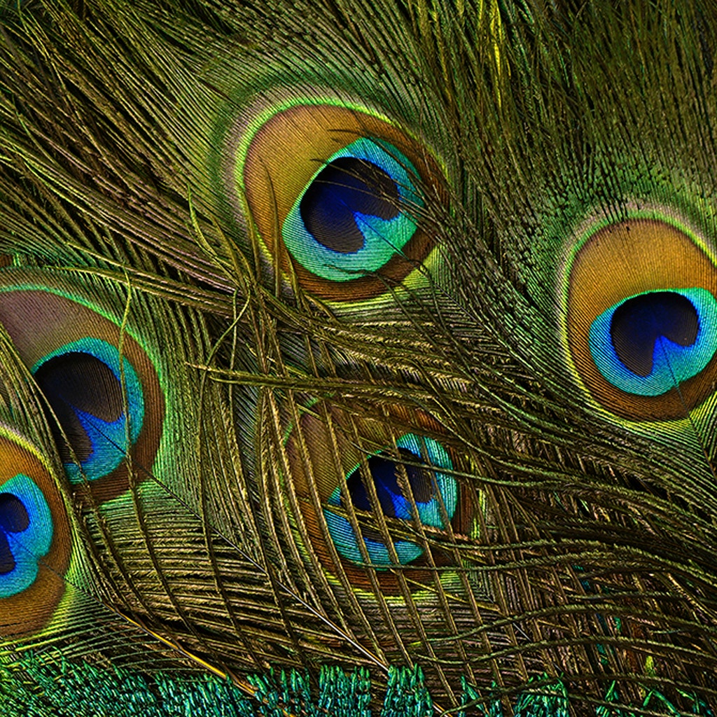 Peacock Feather Eyes Stem Dyed - Yellow - Feathers