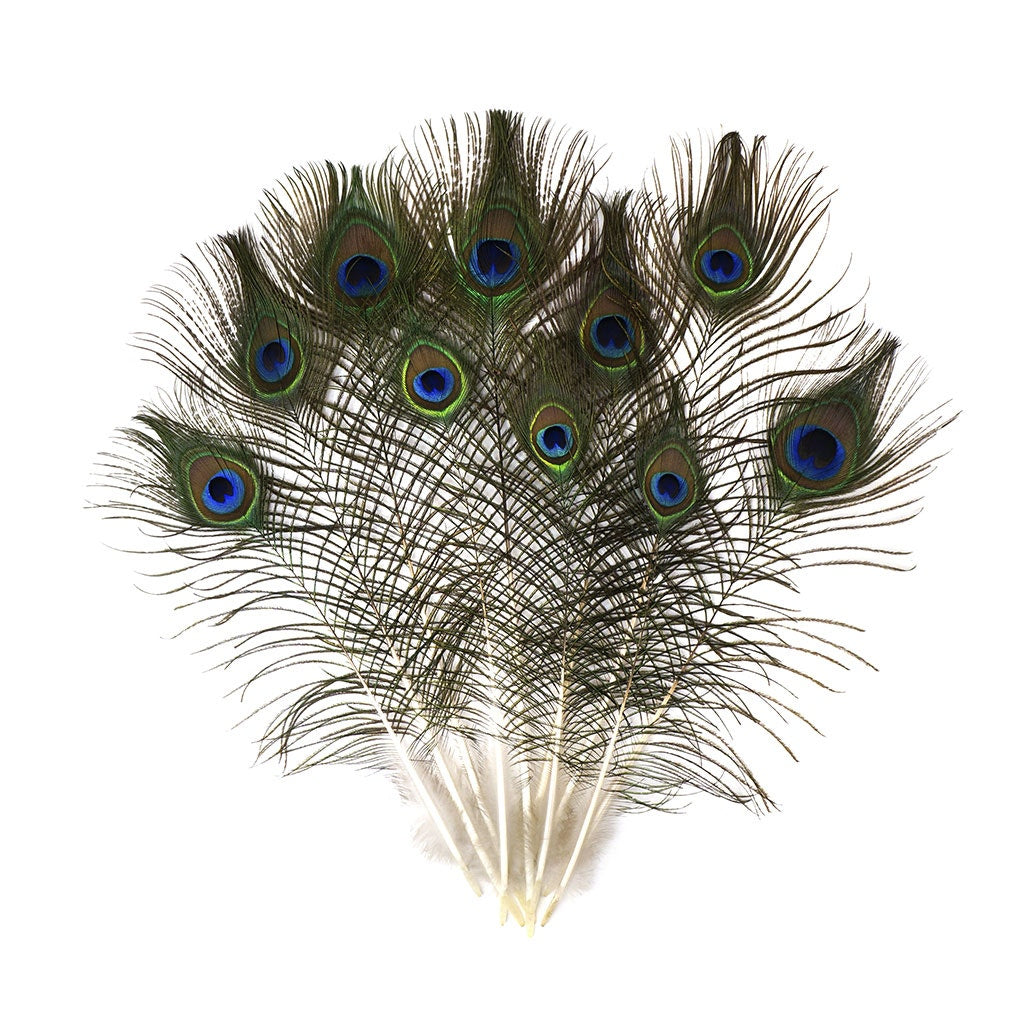 Natural Peacock Eye Feathers 8-15