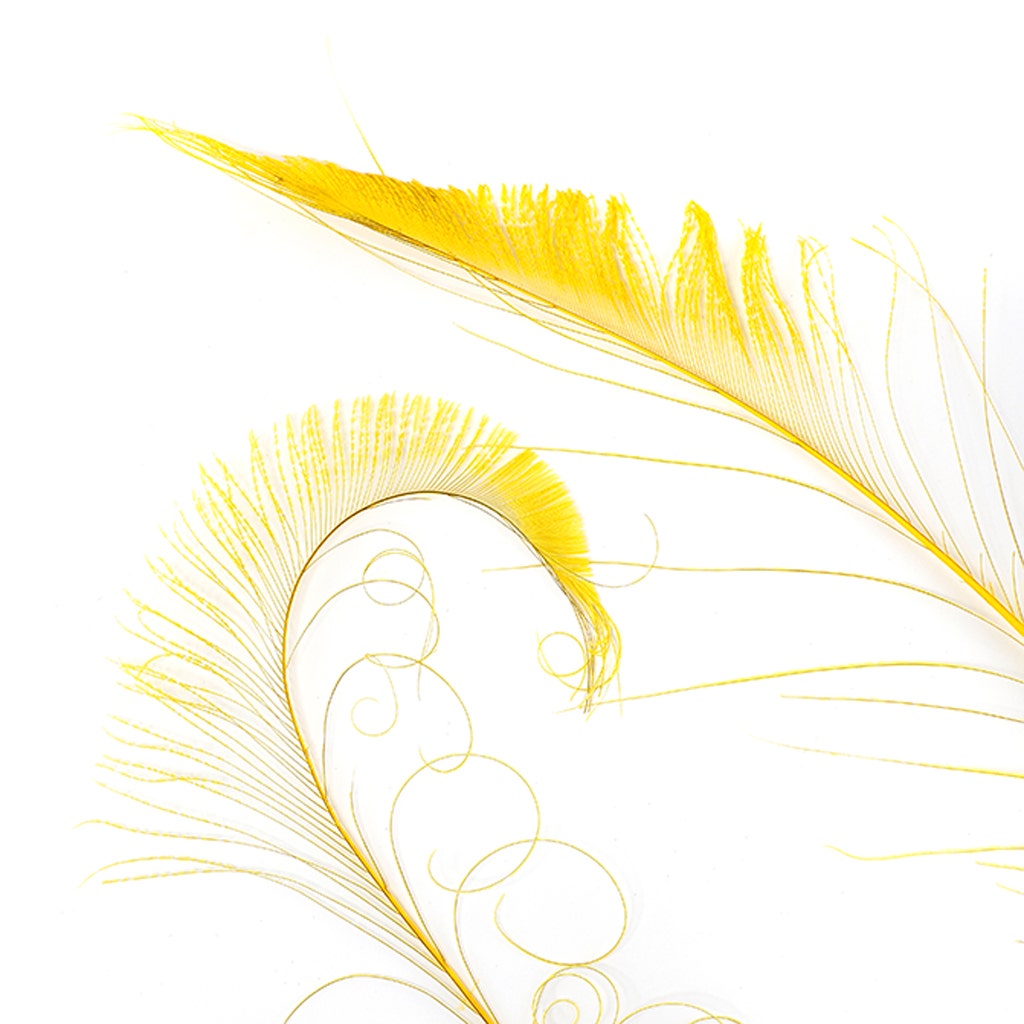 Peacock Swords Bleached Dyed - Gold - Feathers