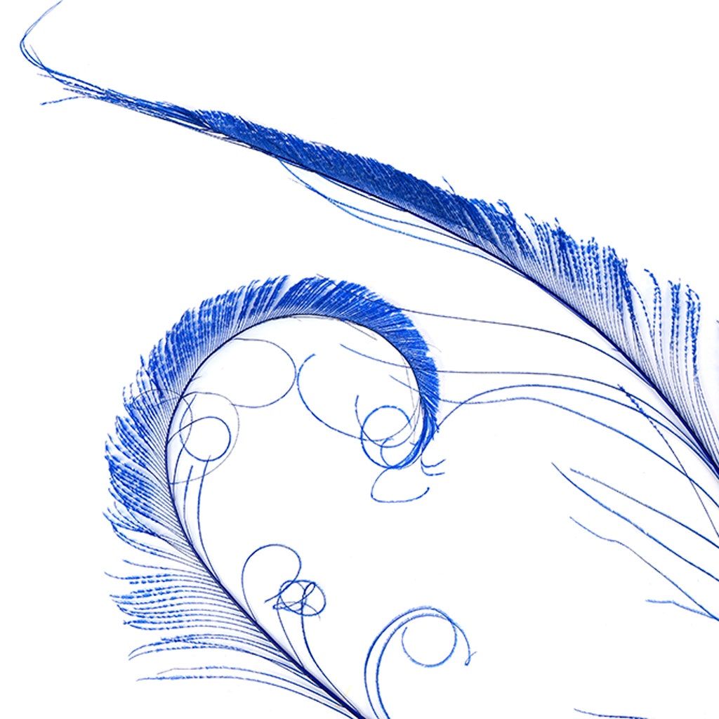 Peacock Swords Bleached/Dyed - Royal - Feathers