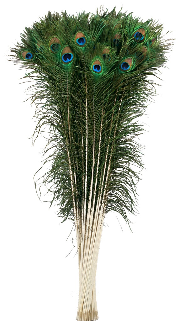 Peacock Tail Eyes Natural - 40 - 45’’ - Feathers