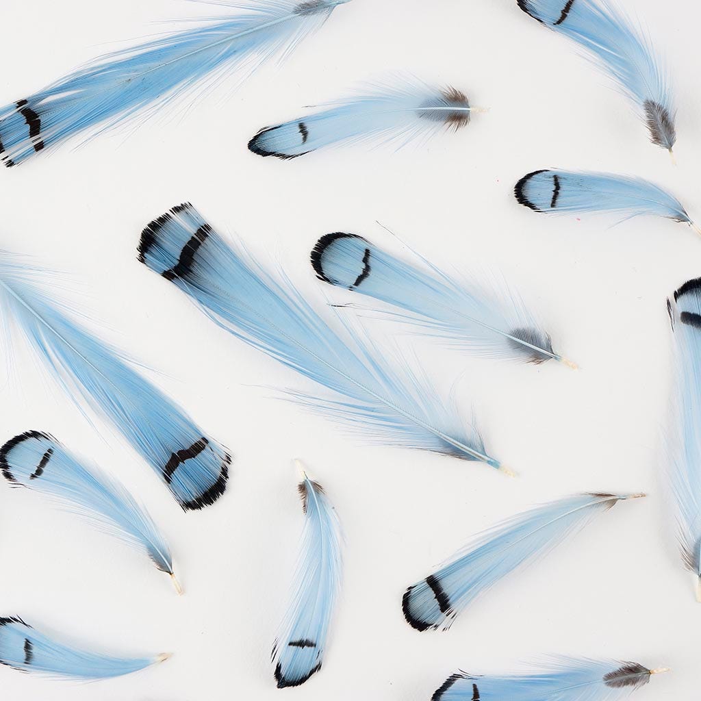 Pheasant Lady Amherst Crest Plumage 1-3.5’’ Light Blue - Feathers