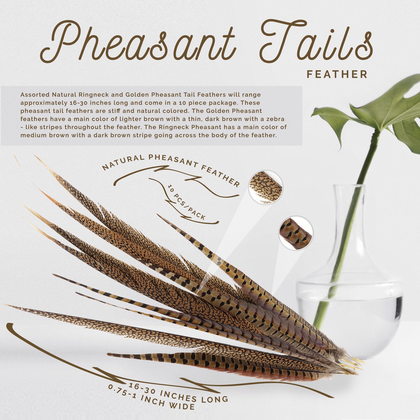 Pheasant Tails Assorted Natural -16-30’’ - Feathers
