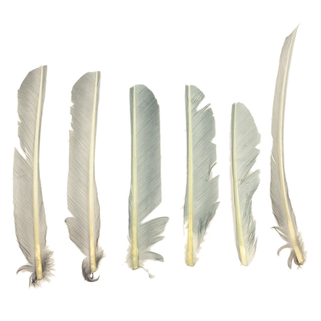 Silver Cut Turkey Pointer Feathers 8-12"