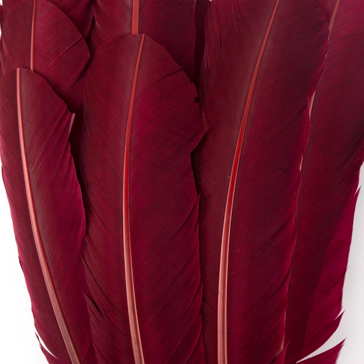 Turkey Quills Selected - Burgundy - Feathers