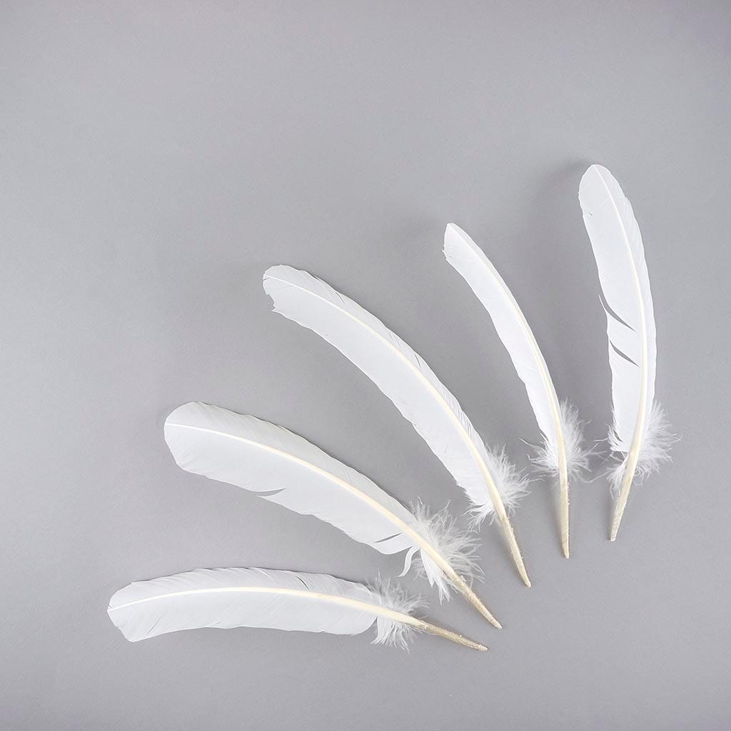 Turkey Quills Selected - White - Feathers