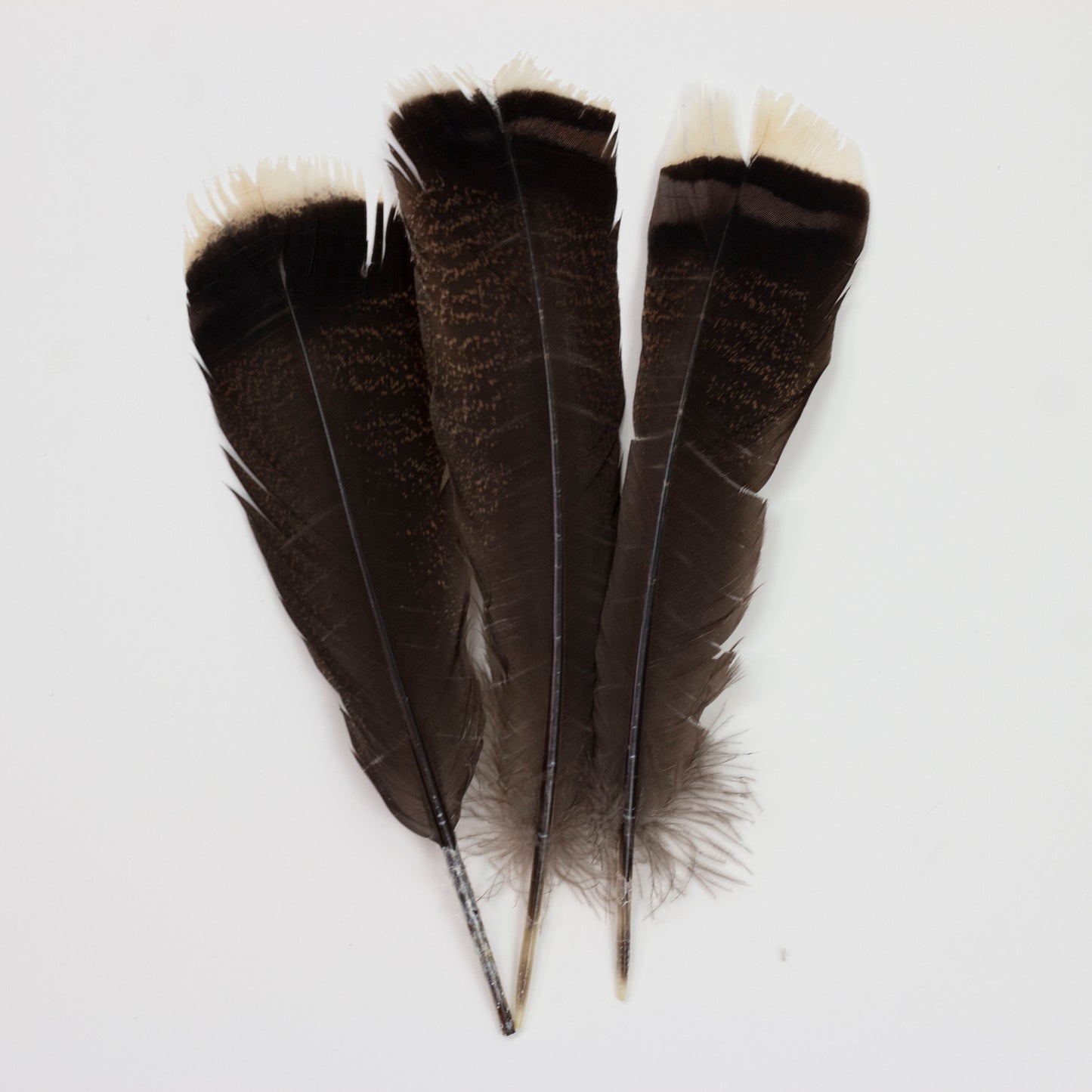 Bronze Turkey Tails Selected 4-8 inch 12PC PKG --Natural